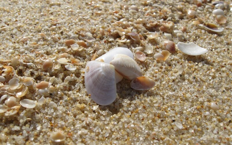 Seashells on Sand — Beige, Serene, Afternoon, Photograph, Shells, Sunlight