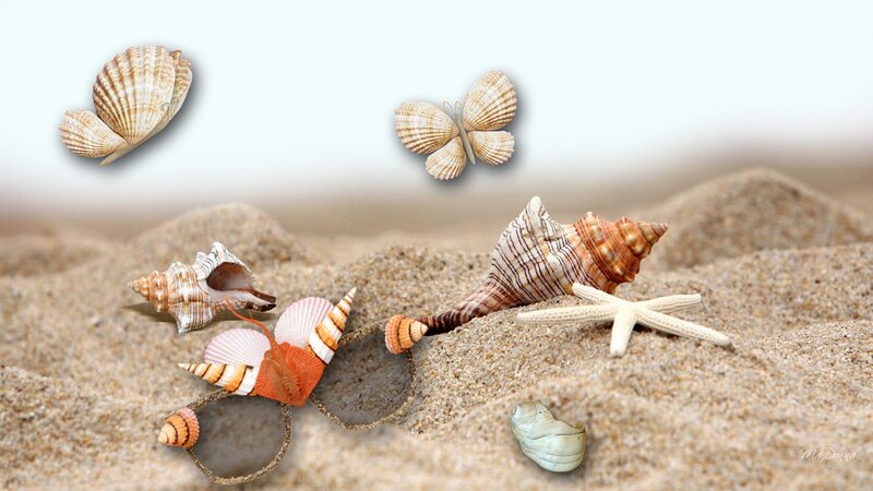 Seashells on Sand — Beige, Serene, Afternoon
