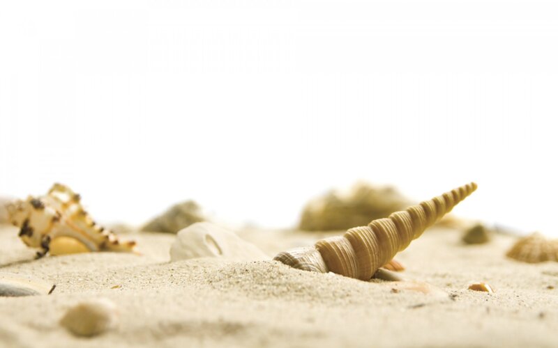 Seashells on Sand — Beige, Serene, Photograph