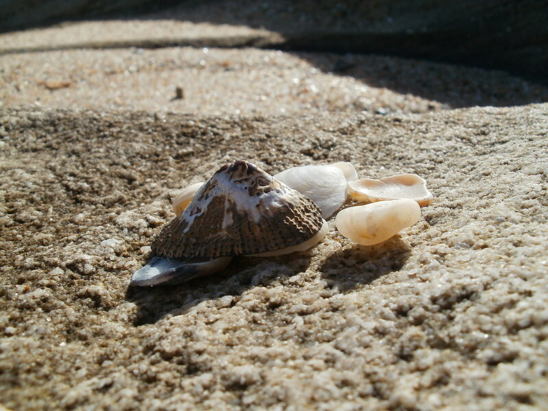Seashells on Sand — Beige, Serene