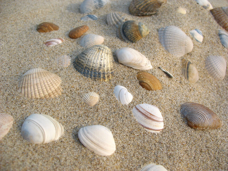 Seashells on Sand — Brown, Calm, Afternoon, Photograph