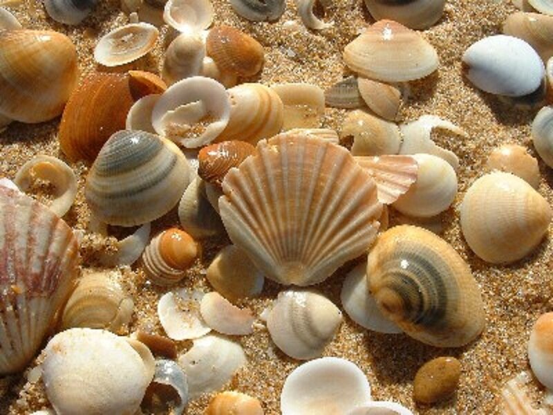 Seashells on Sand — Brown, Calm, Afternoon