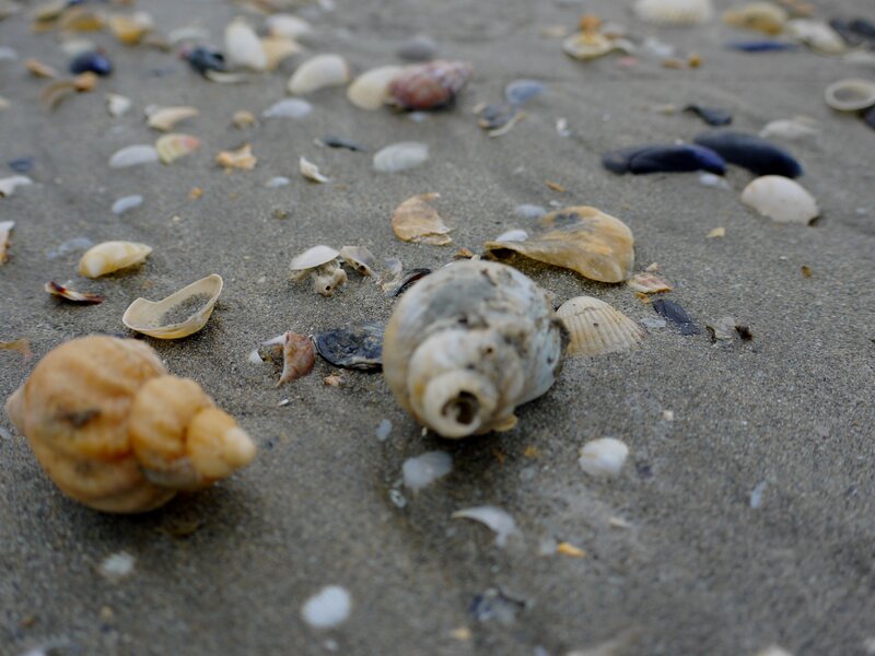 Seashells on Sand — Brown, Calm, Photograph, Shells, Pebbles
