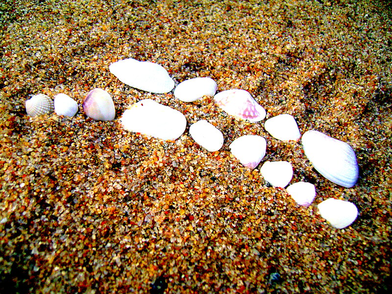 Seashells on Sand — Brown, Calm, Photograph, Shells