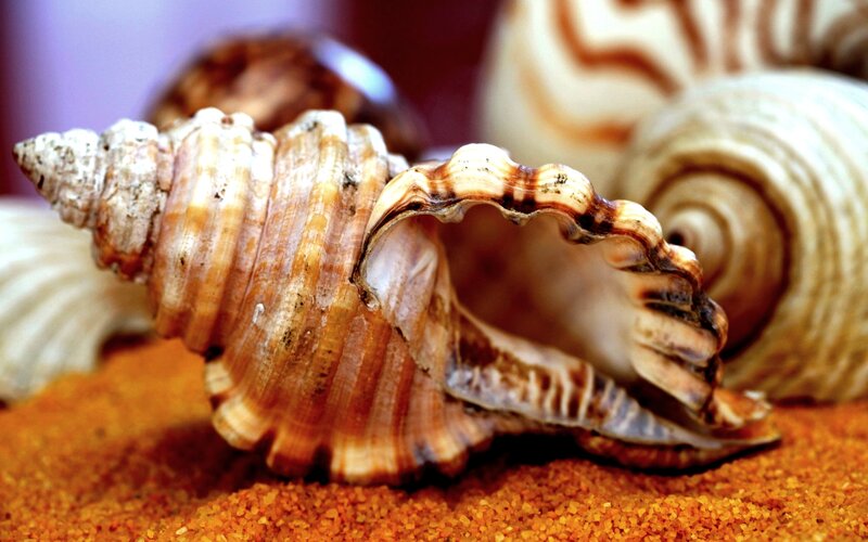 Seashells on Sand — Brown, Calm, Photograph