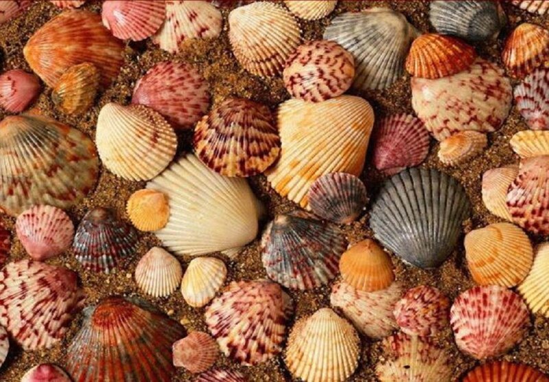 Seashells on Sand — Brown, Calm