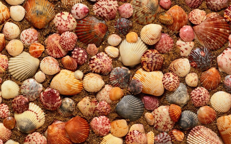 Seashells on Sand — Brown, Natural, Photograph, Beige, Red