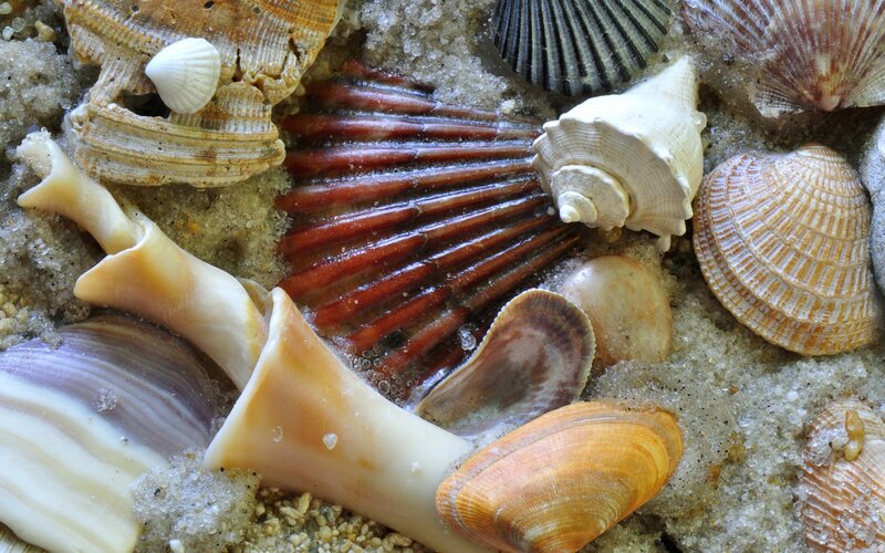 Seashells on Sand — Brown, Natural, Photograph, Shells, Shell Fragments