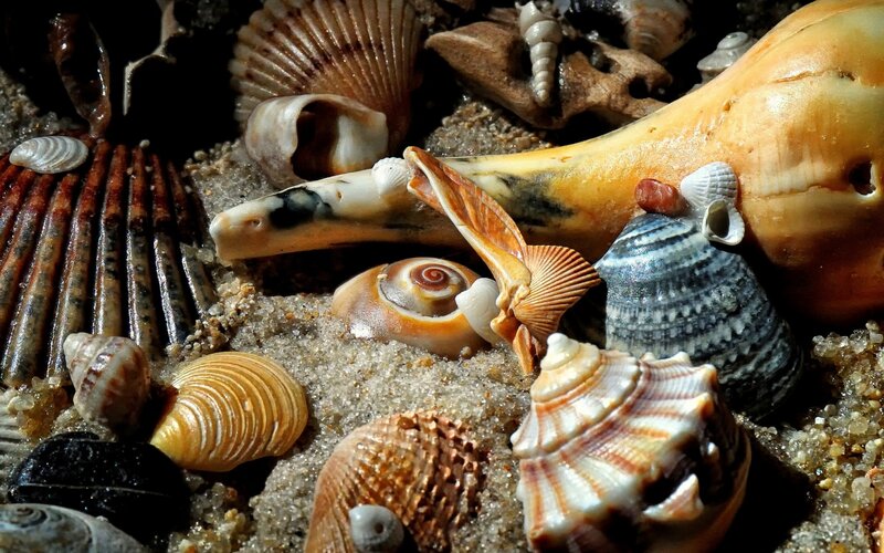 Seashells on Sand — Brown, Natural, Photograph, Shells