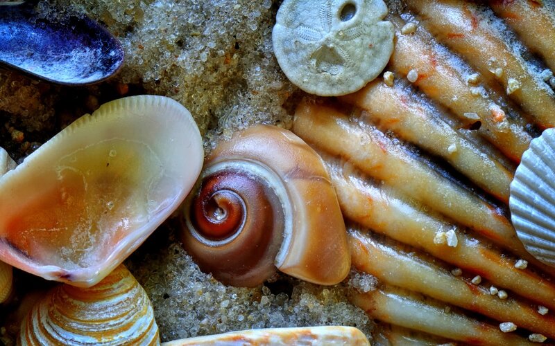 Seashells on Sand — Brown, Natural, Photograph, Starfish