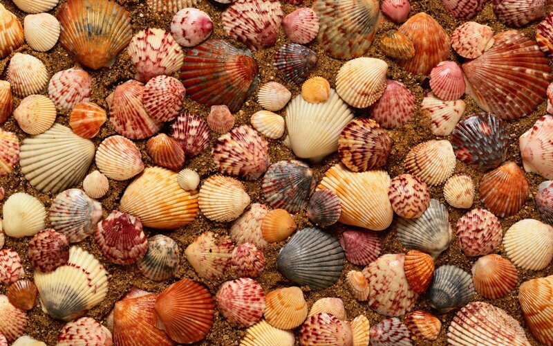Seashells on Sand — Brown, Natural, Photograph