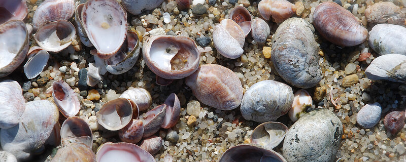 Seashells on Sand — Brown, Natural