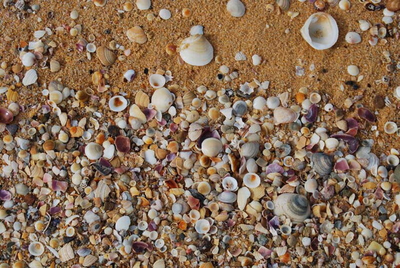 Seashells on Sand — Brown