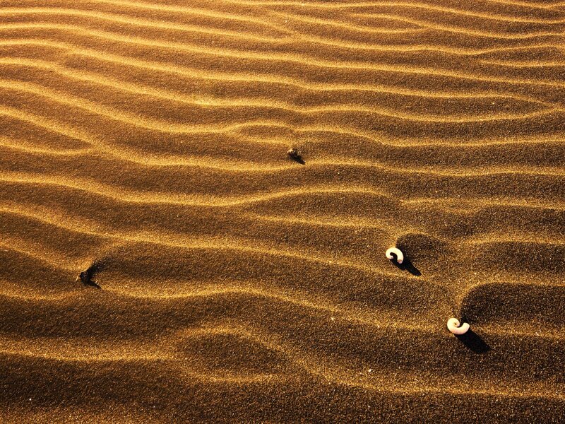 Seashells on Sand Dunes