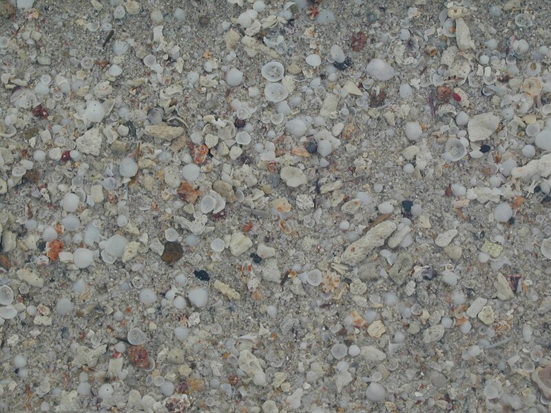 Seashells on Sand — Gray