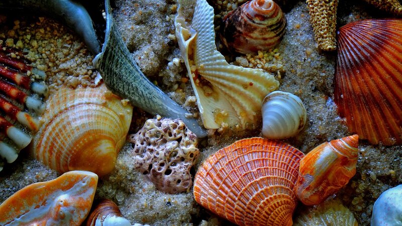 Seashells on Sand — Orange, Natural