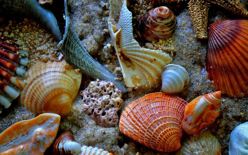 Seashells on Sand — Orange