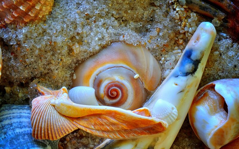 Seashells on Sand — White, Natural