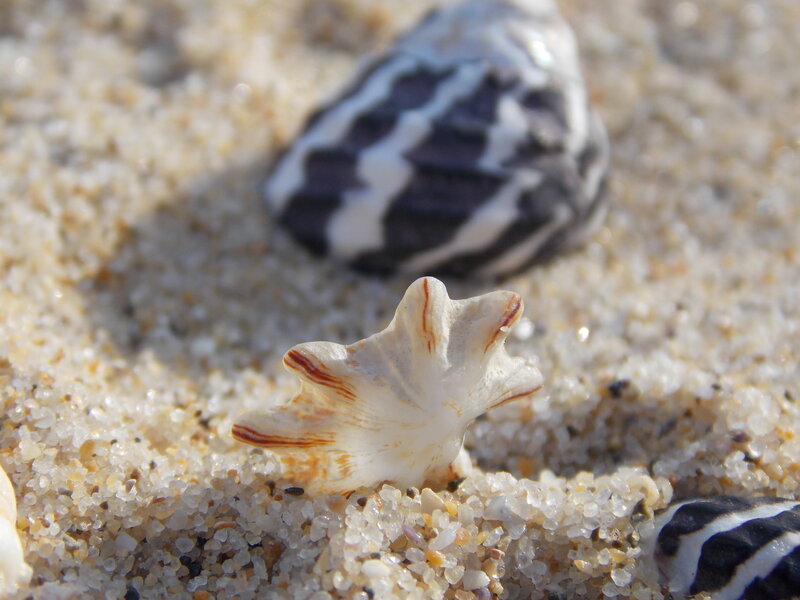 Seashells on Sand — White, Serene, Afternoon