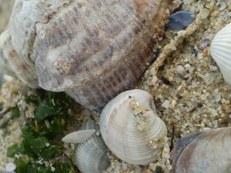 seashells on sandy beach