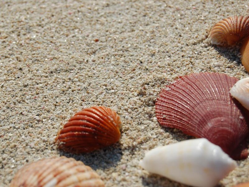 seashells on sandy beach