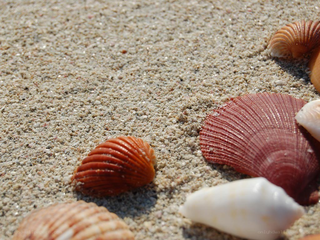 seashells on sandy beach