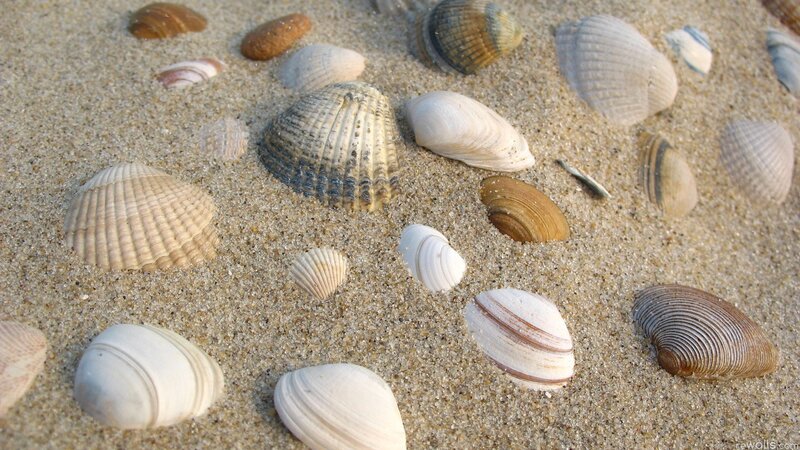 seashells on sandy beach
