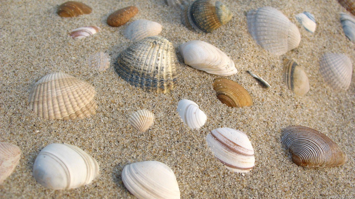 seashells on sandy beach