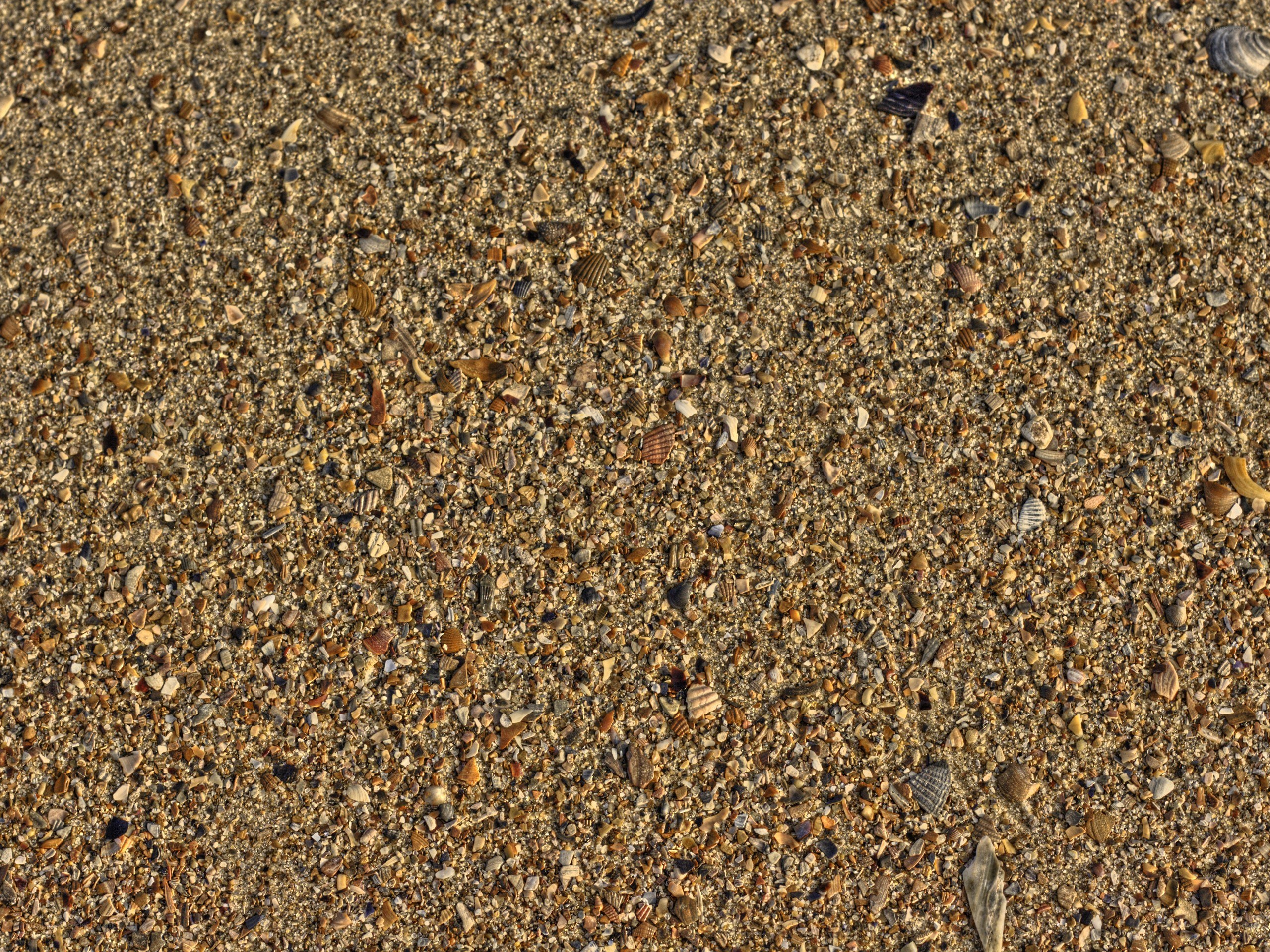 seashells on sandy beach