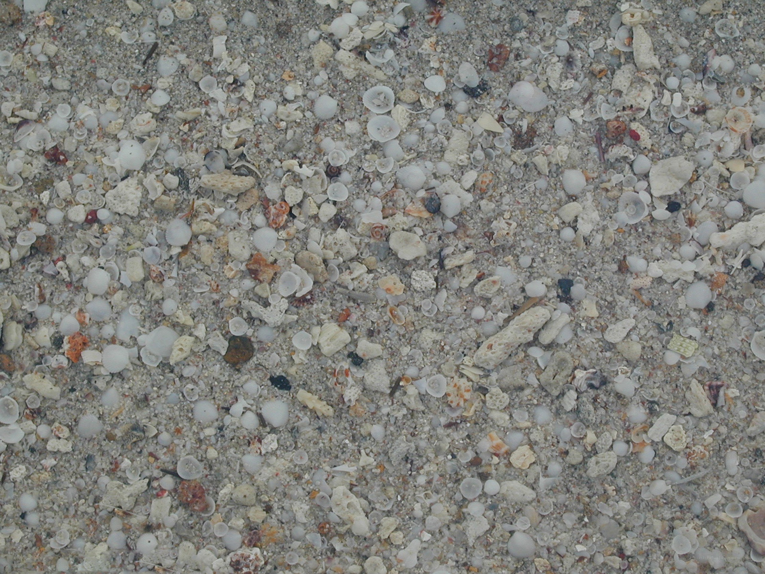 seashells on sandy beach