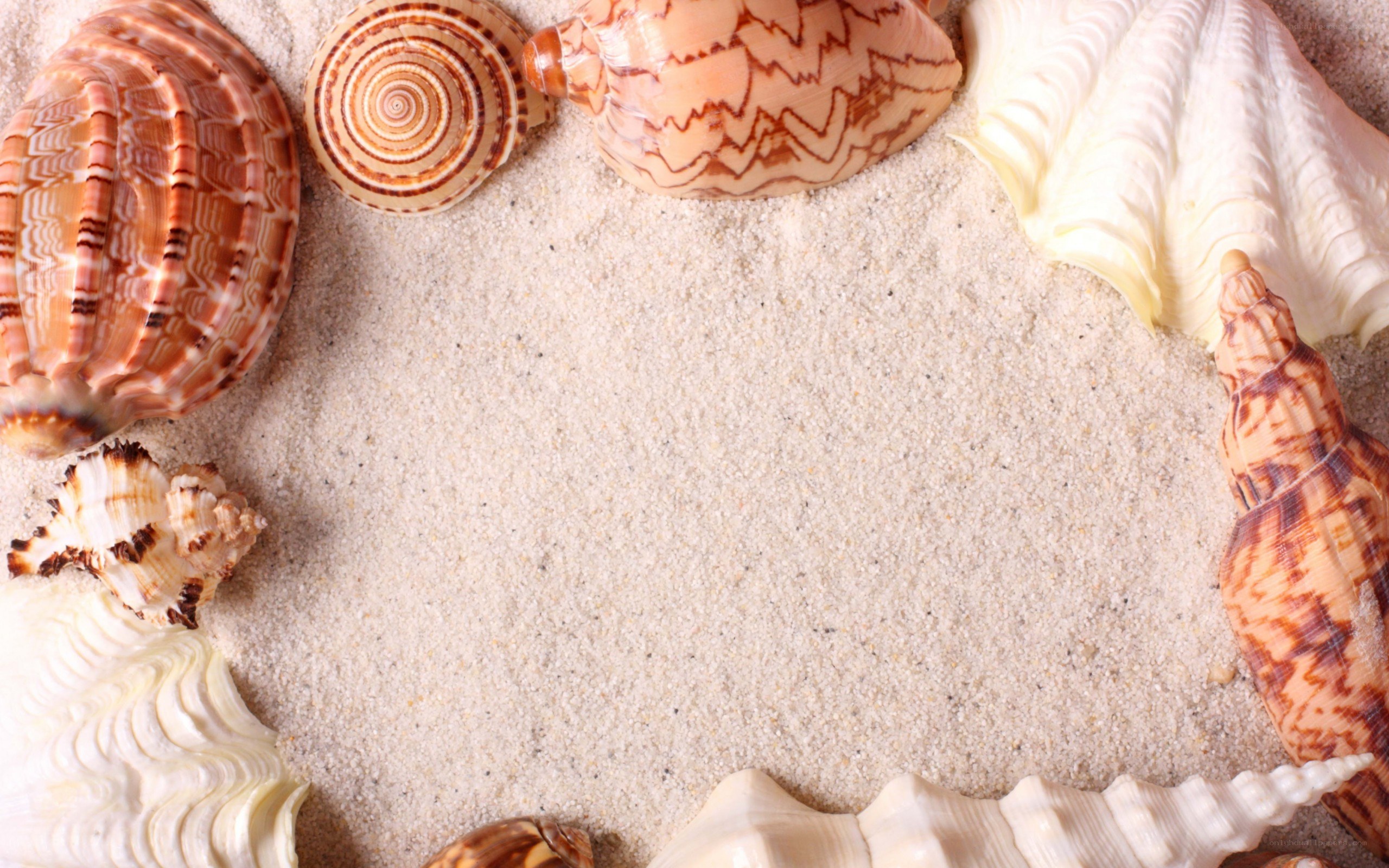 seashells on sandy beach