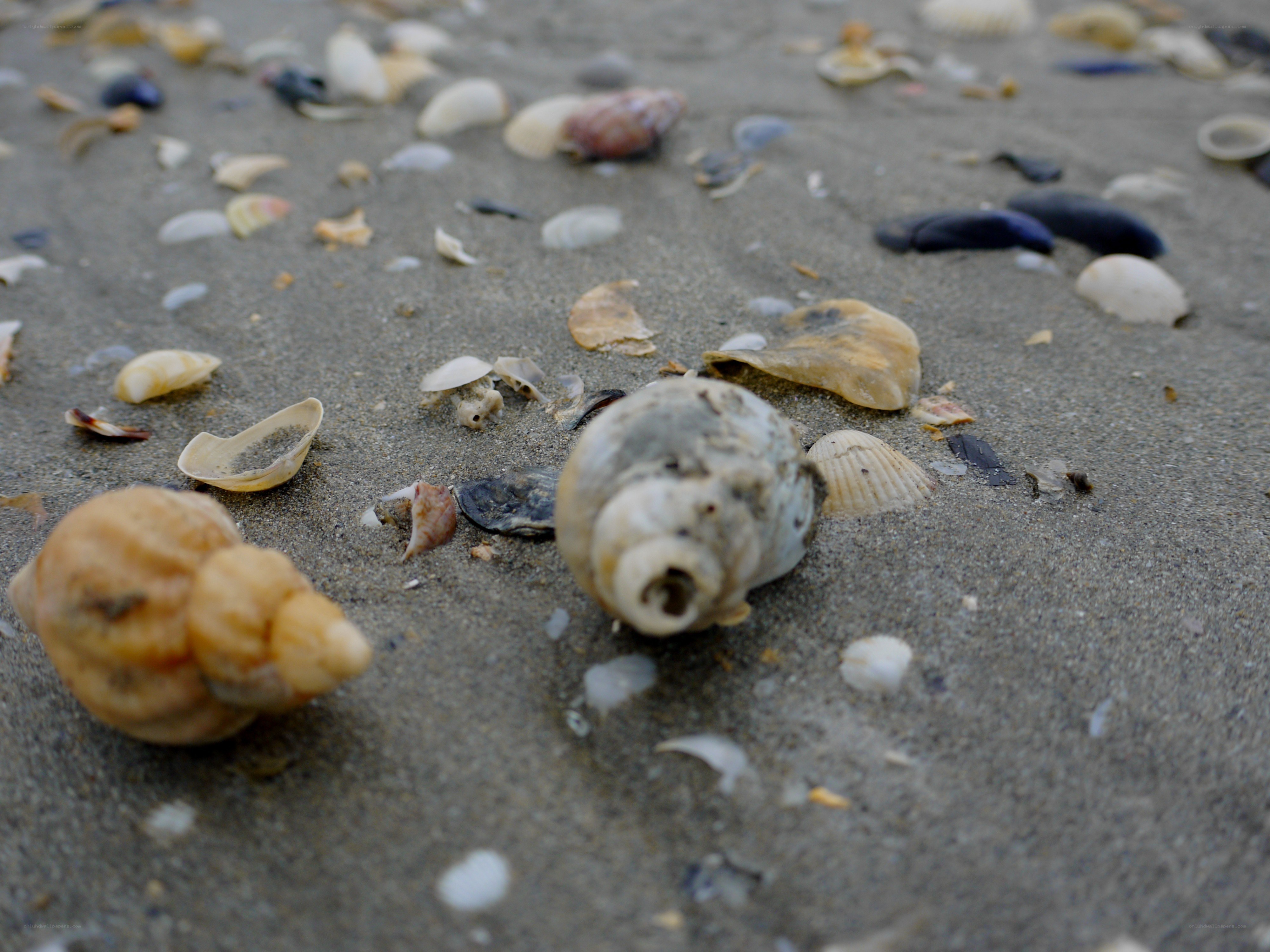 seashells on sandy beach