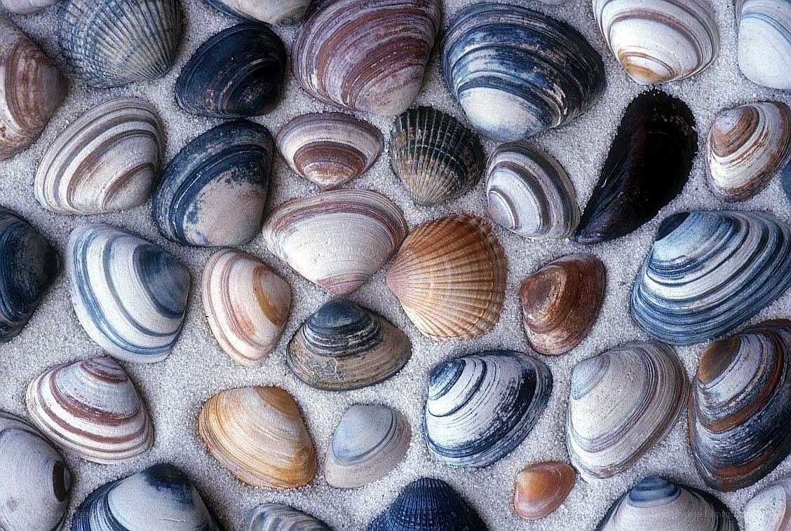seashells on sandy beach