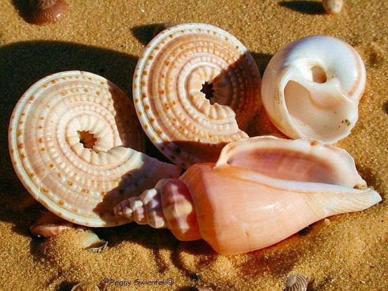 seashells on sandy beach