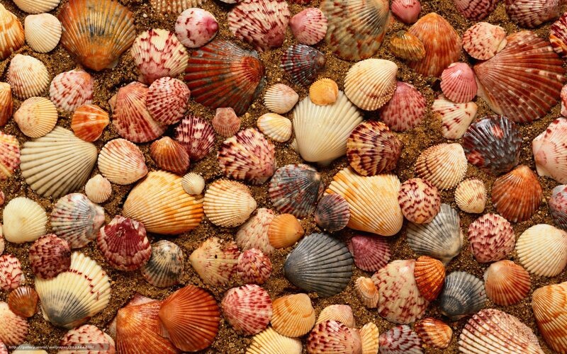Seashells on sandy beach