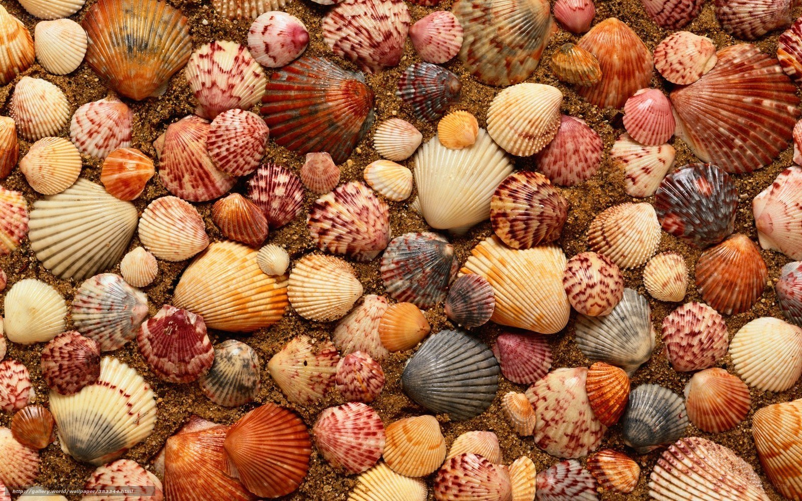 Seashells on sandy beach