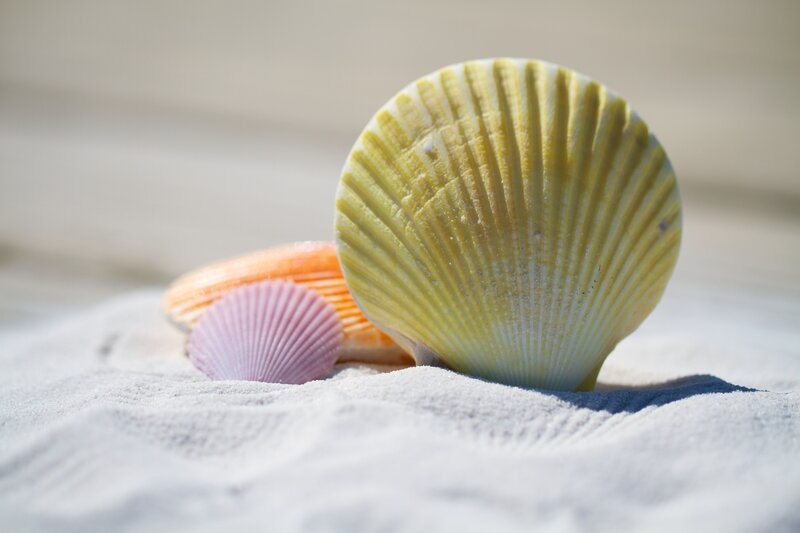 seashells on sandy beach