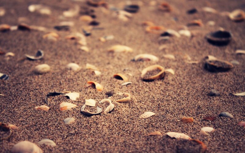 seashells on sandy beach