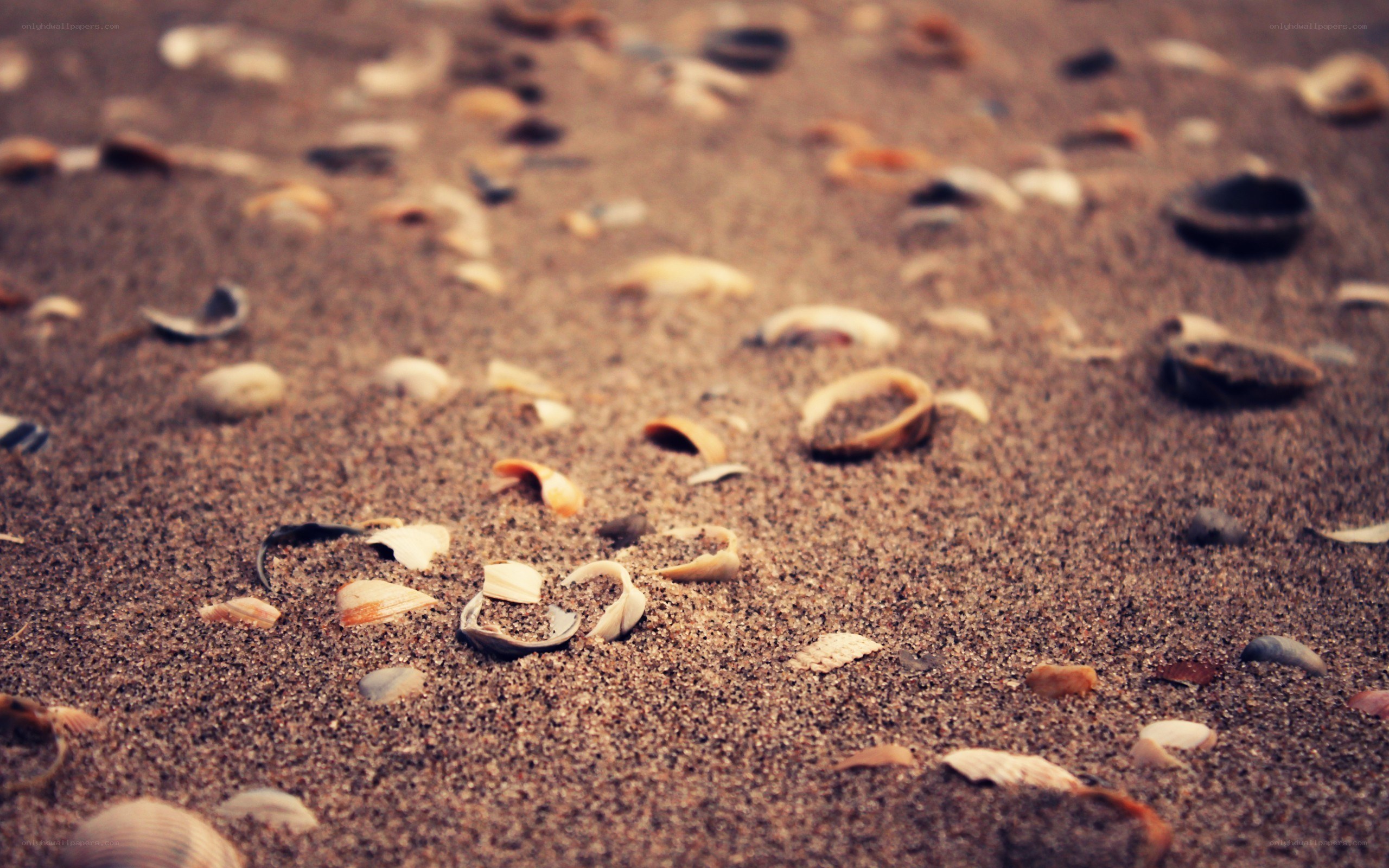 seashells on sandy beach