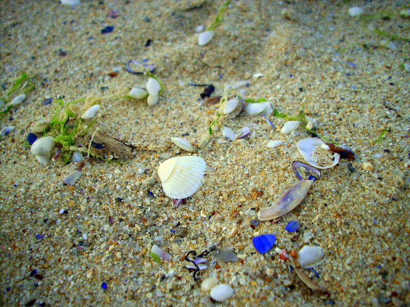 Seashells on Sandy Beach — Beige