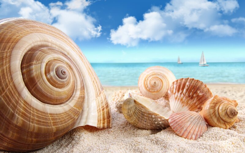 Seashells on Sandy Beach — Blue, Serene, Afternoon, Photograph, Sand