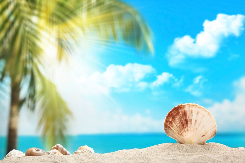 Seashells on Sandy Beach — Blue, Serene, Afternoon, Photograph