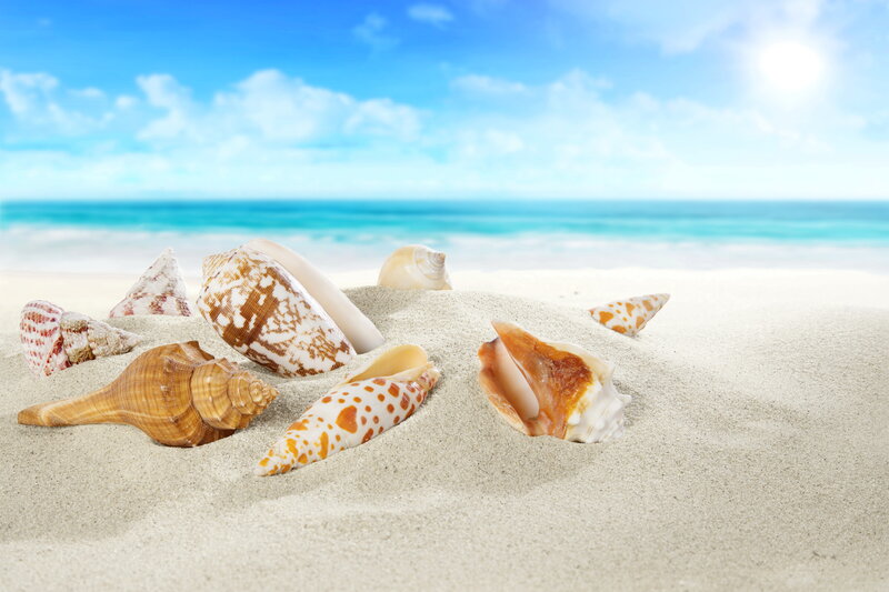 Seashells on Sandy Beach — Blue, Serene, Afternoon