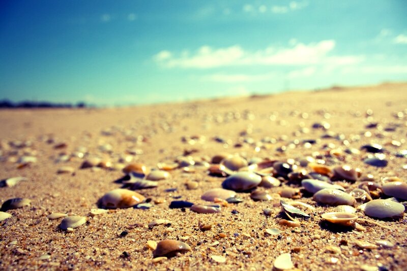 Seashells on Sandy Beach — Blue, Serene