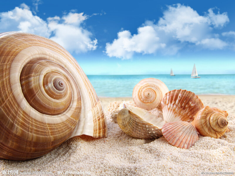 Seashells on Sandy Beach — Blue