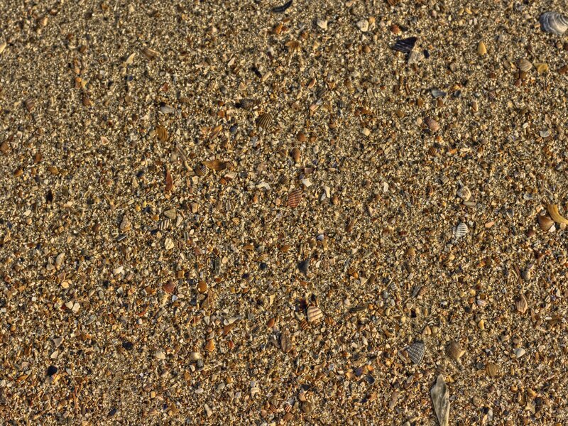 Seashells on Sandy Beach — Brown, Calm