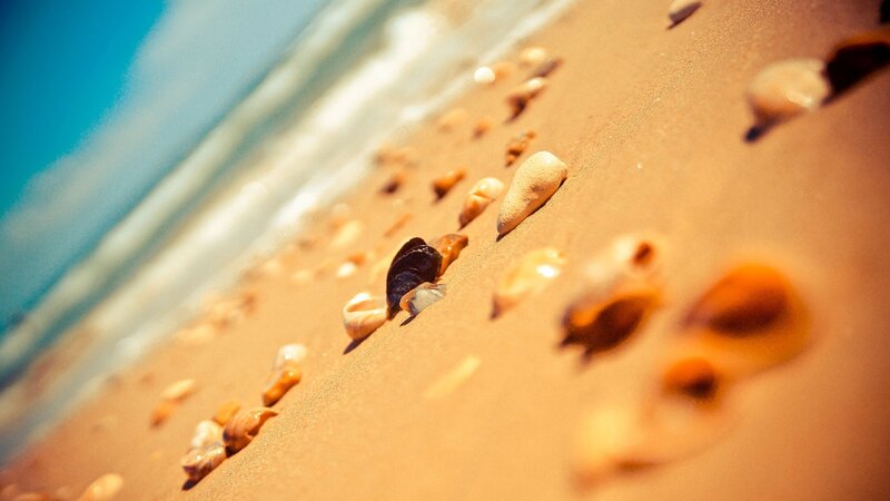 Seashells on Sandy Beach — Brown, Serene, Afternoon