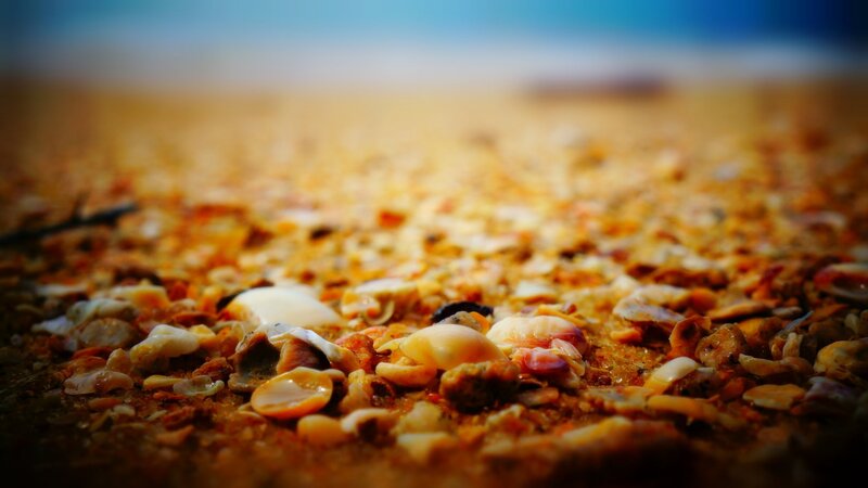 Seashells on Sandy Beach — Brown, Serene
