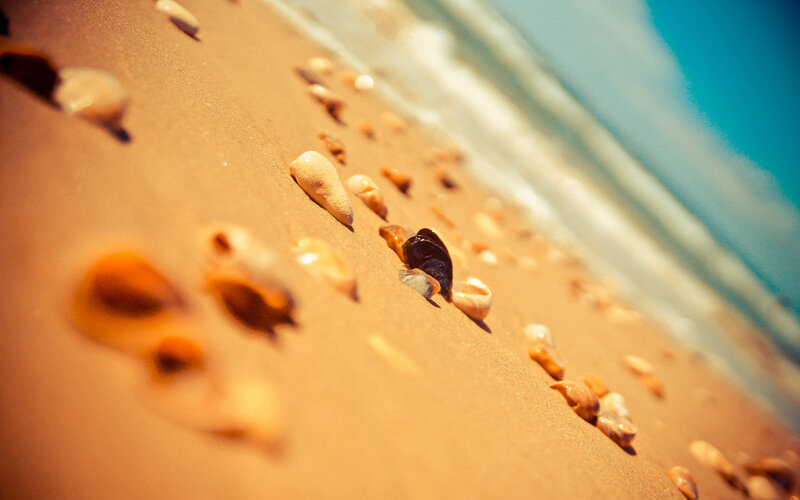 Seashells on Sandy Beach — Brown