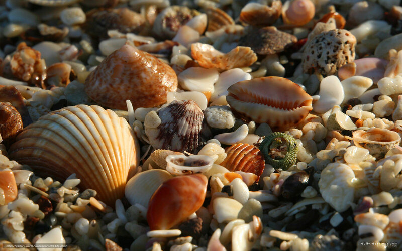 seashells on the beach